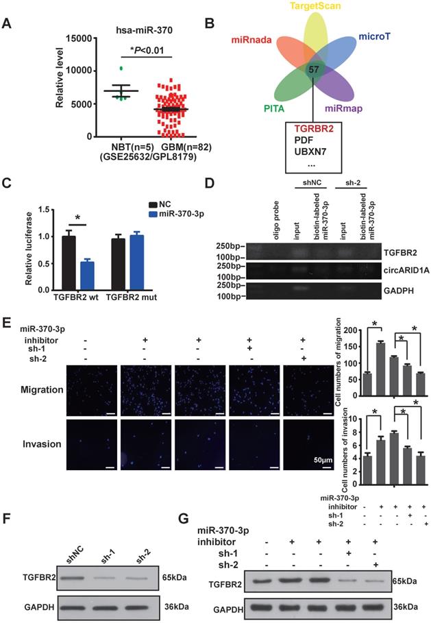 Int J Biol Sci Image