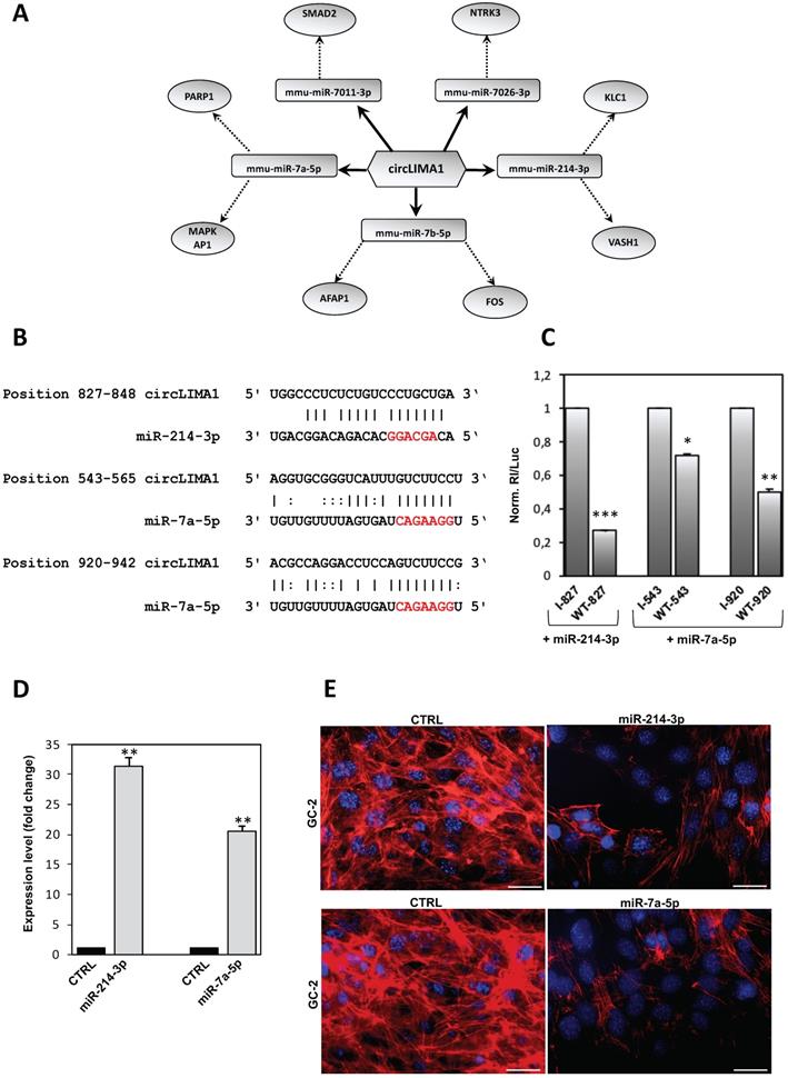 Int J Biol Sci Image