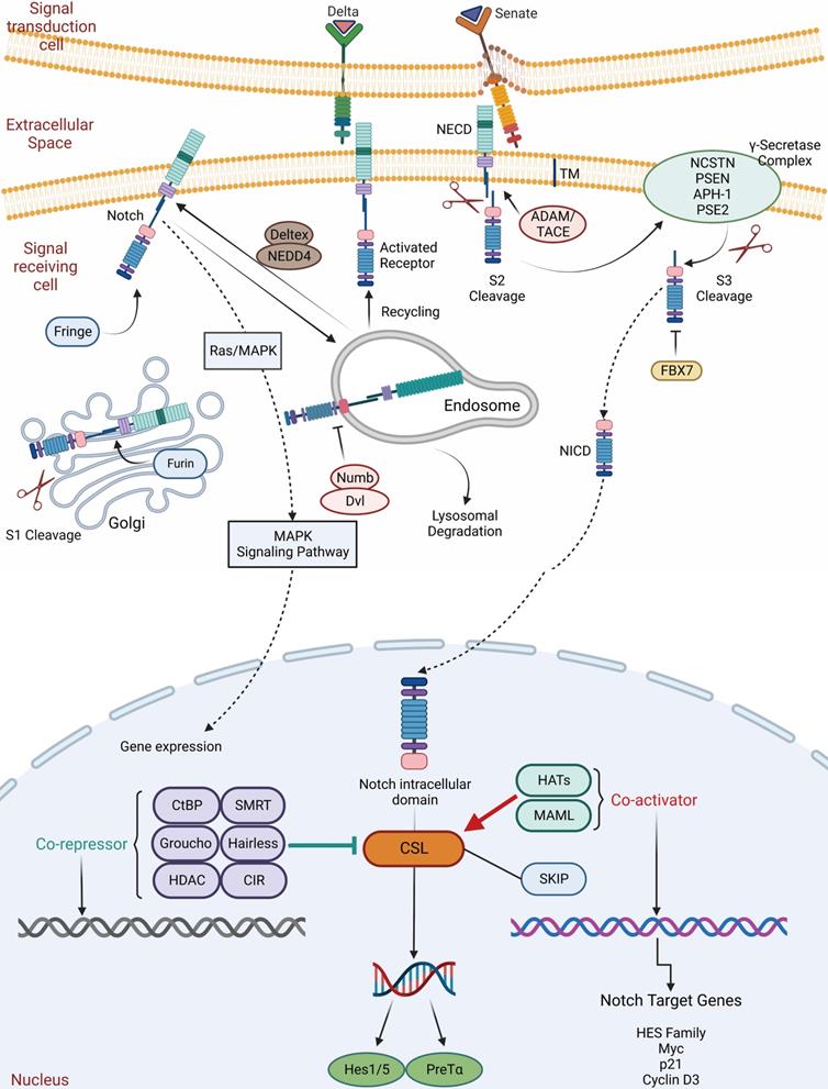 Int J Biol Sci Image