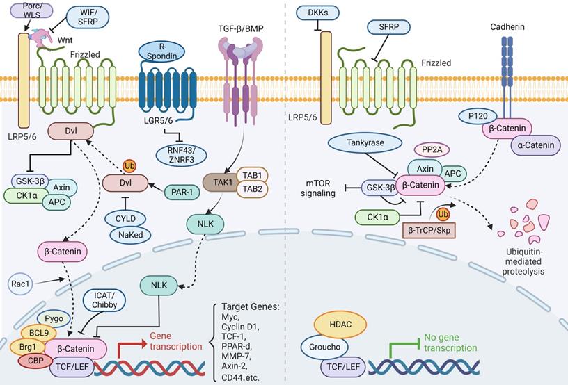The role of intestinal stem cell within gut homeostasis Focusing on