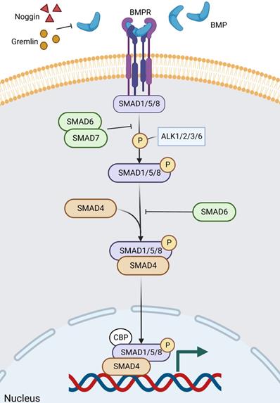 Int J Biol Sci Image