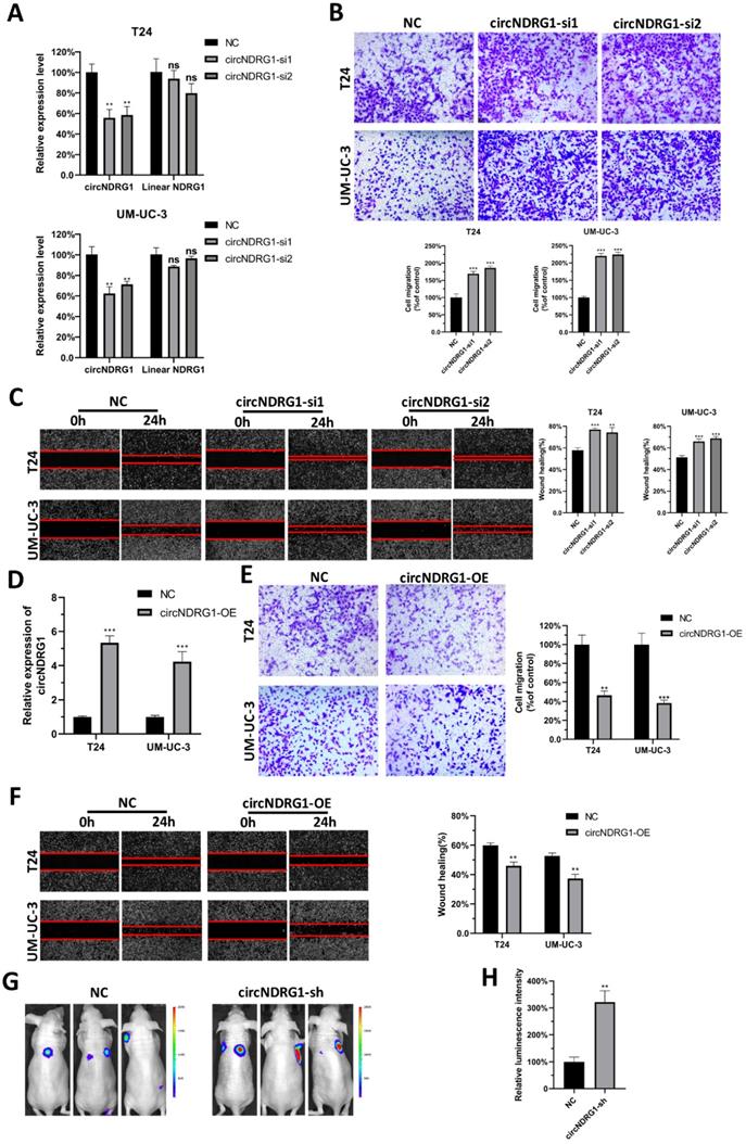 Int J Biol Sci Image