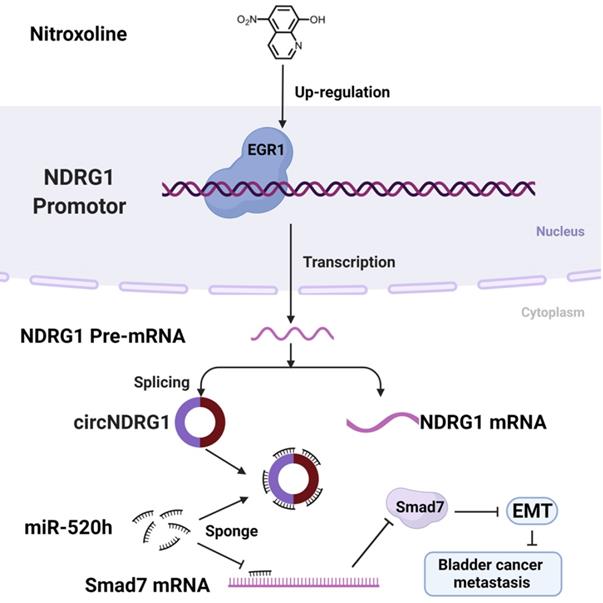 Int J Biol Sci Image