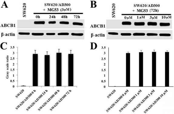 Int J Biol Sci Image