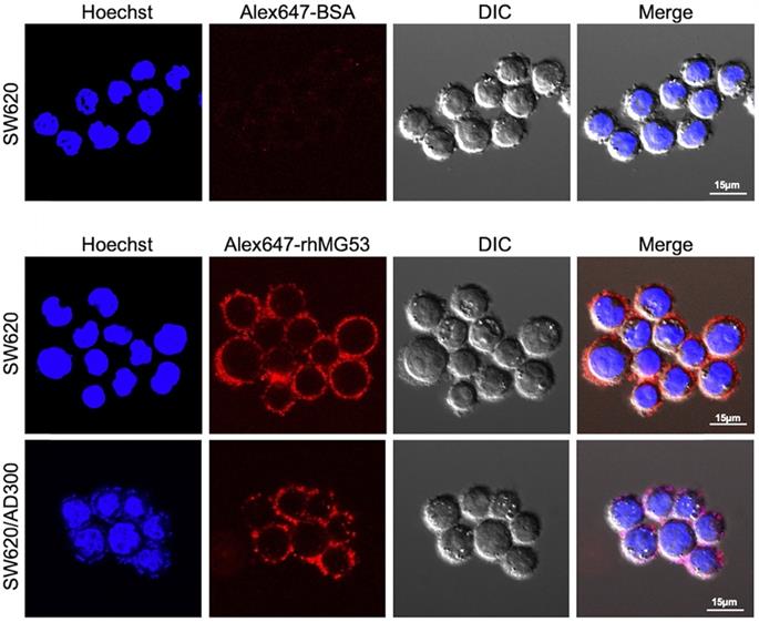 Int J Biol Sci Image