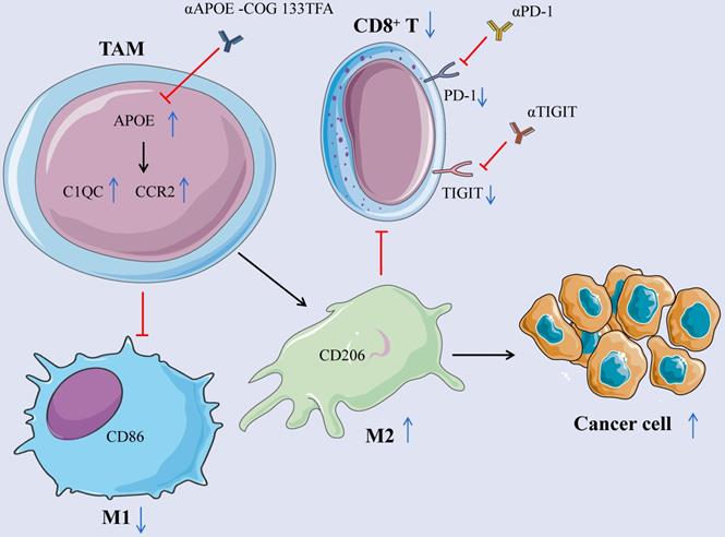 Int J Biol Sci Image