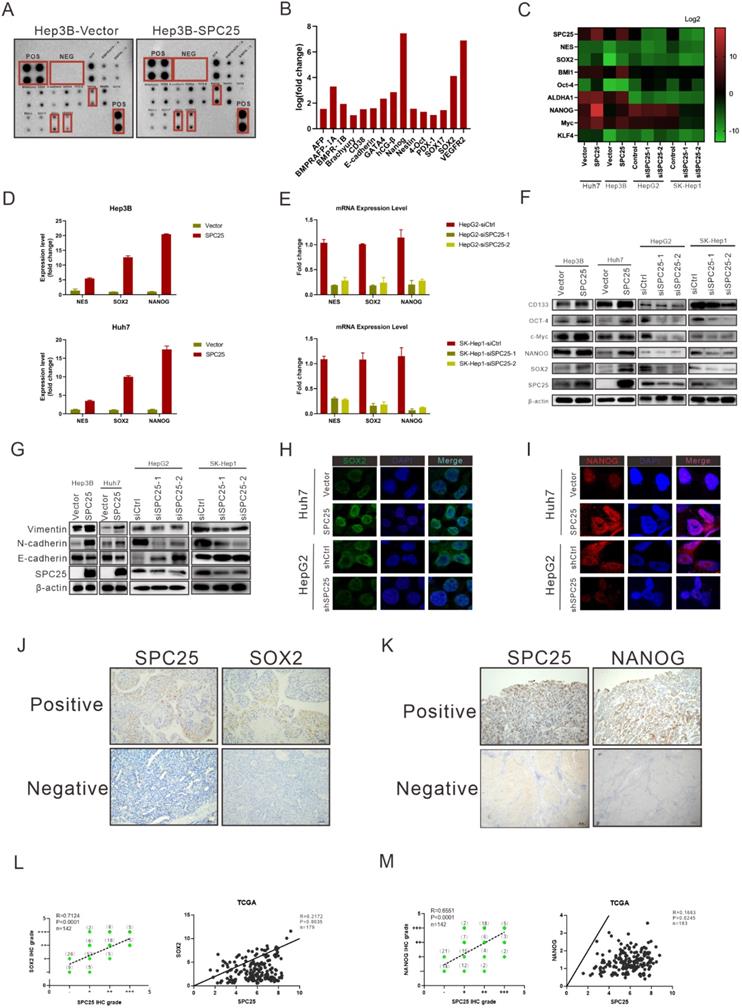 Int J Biol Sci Image