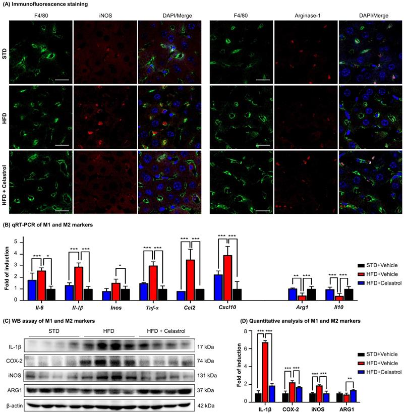 Int J Biol Sci Image