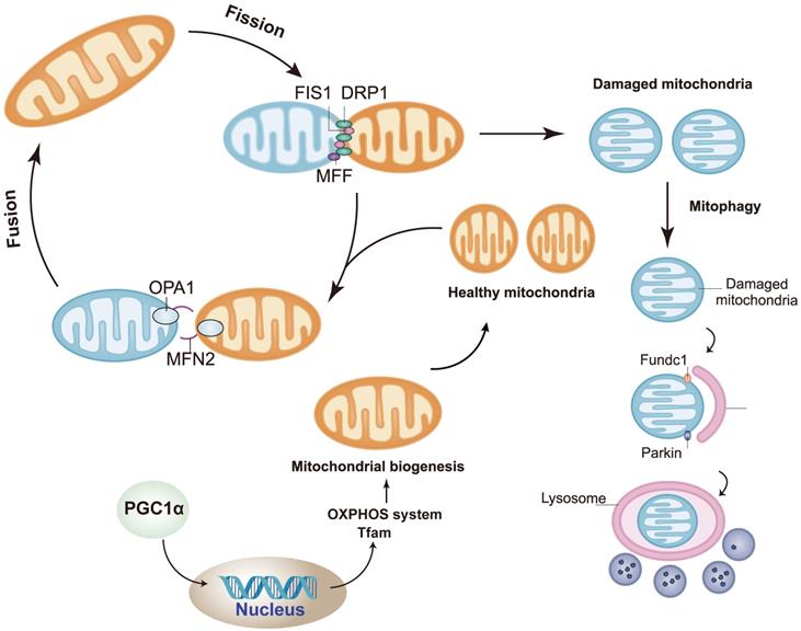 Int J Biol Sci Image