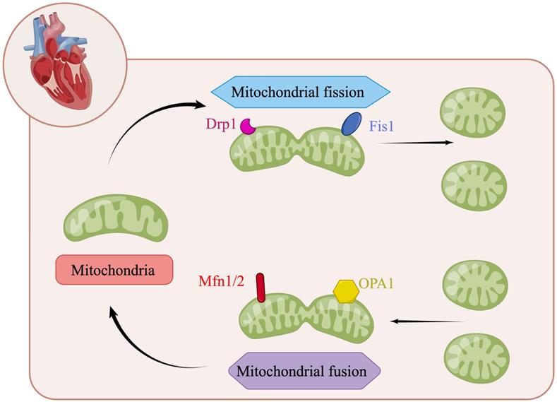 Int J Biol Sci Image