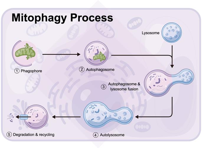 Int J Biol Sci Image