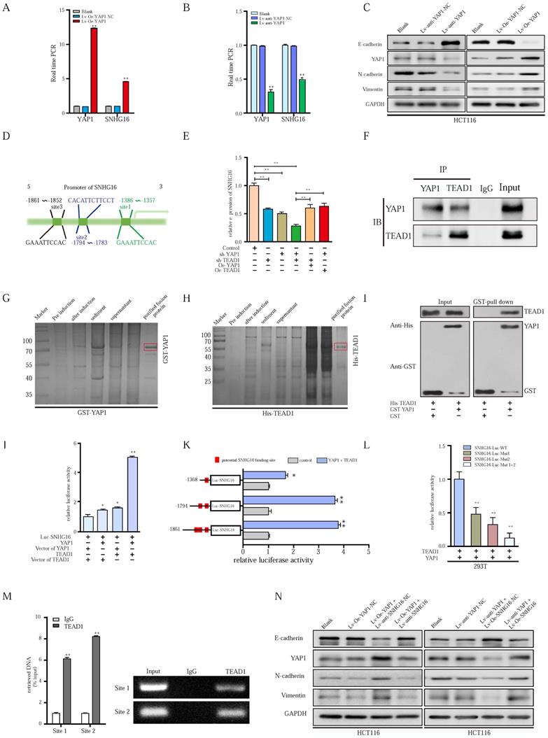 Int J Biol Sci Image