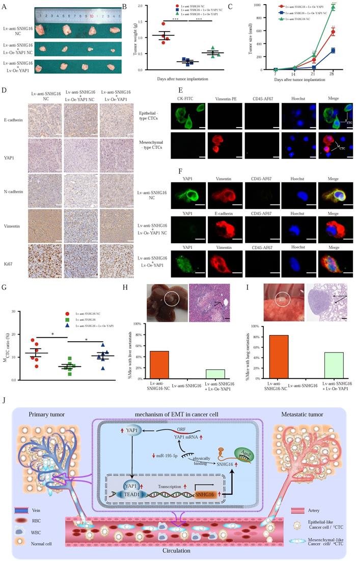 Int J Biol Sci Image