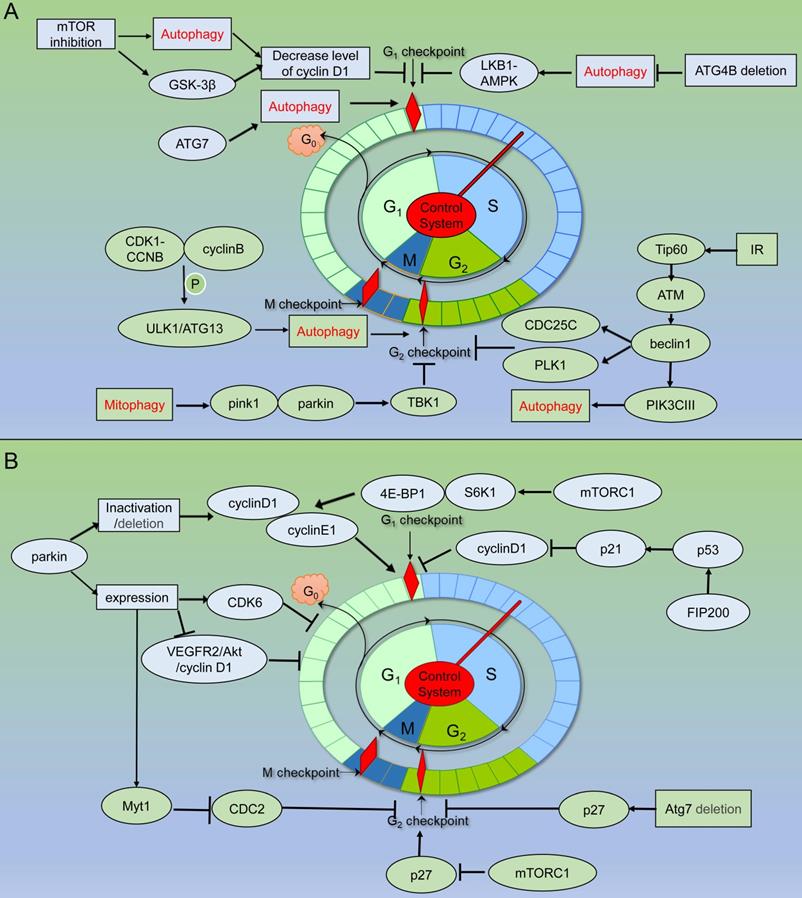 Int J Biol Sci Image