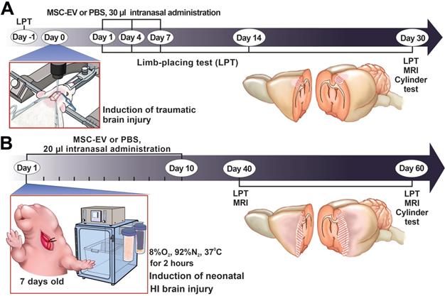 Int J Biol Sci Image