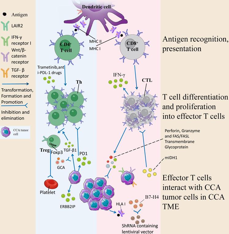 Int J Biol Sci Image