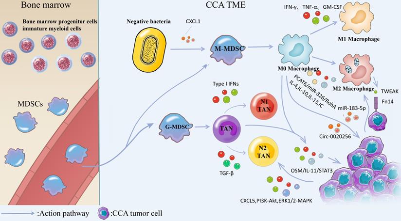 Int J Biol Sci Image