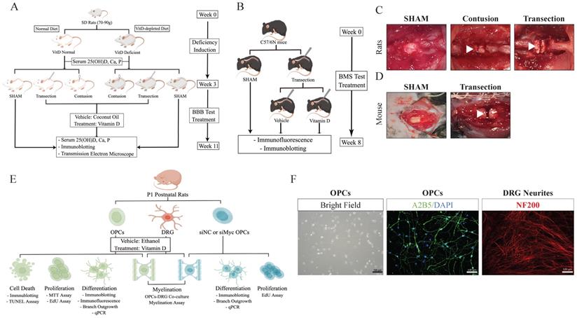 Int J Biol Sci Image