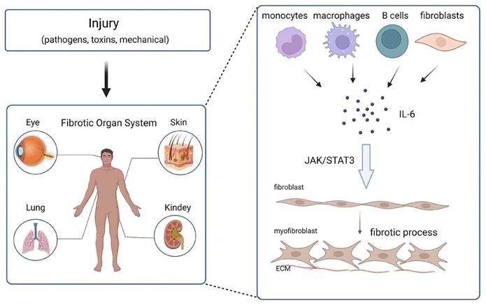 Int J Biol Sci Image