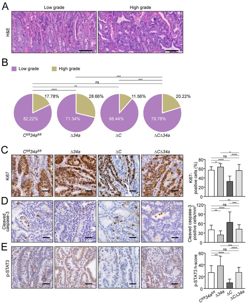 Int J Biol Sci Image