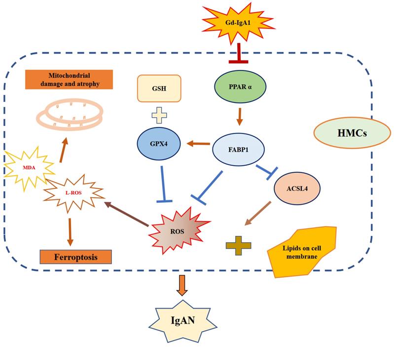 Int J Biol Sci Image