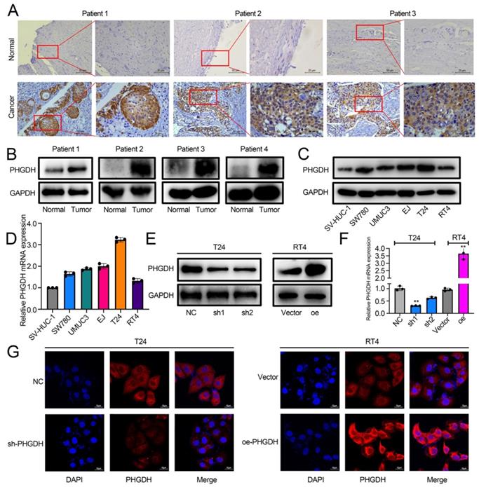 Int J Biol Sci Image