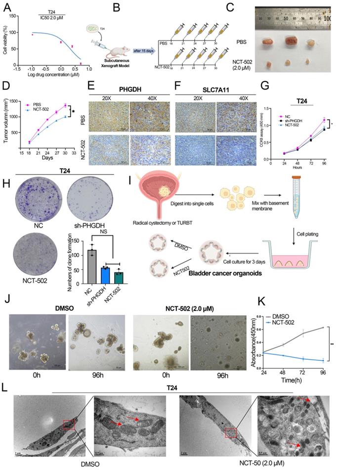 Int J Biol Sci Image