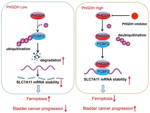 Int J Biol Sci Image