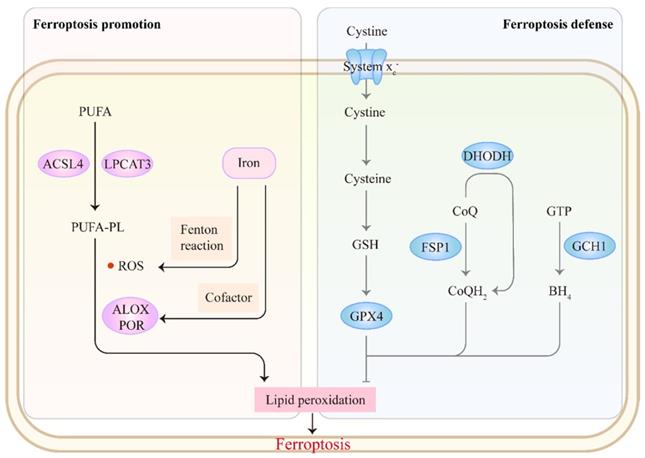 Int J Biol Sci Image