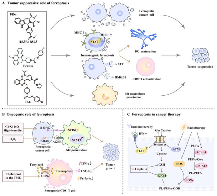 Int J Biol Sci Image