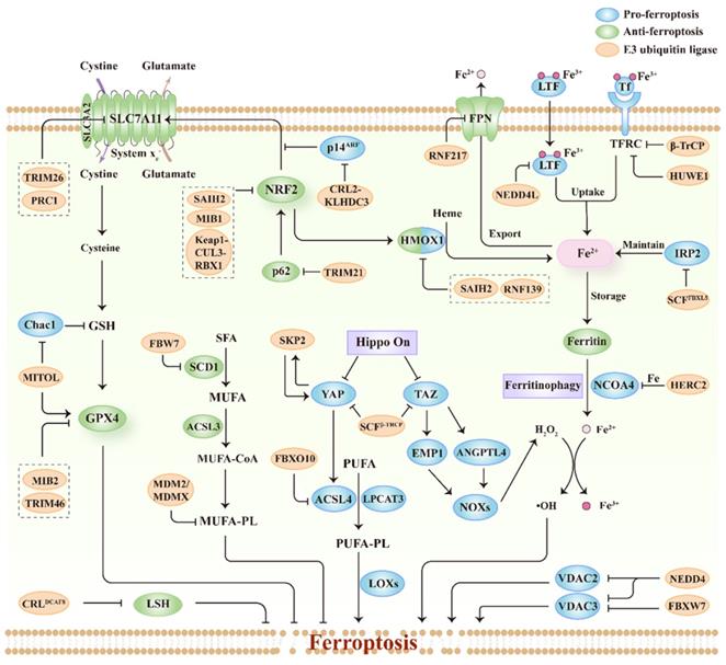 Int J Biol Sci Image