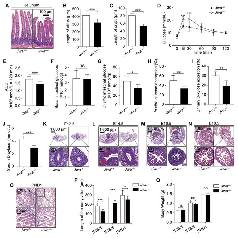 Int J Biol Sci Image