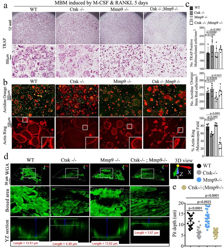 Int J Biol Sci Image