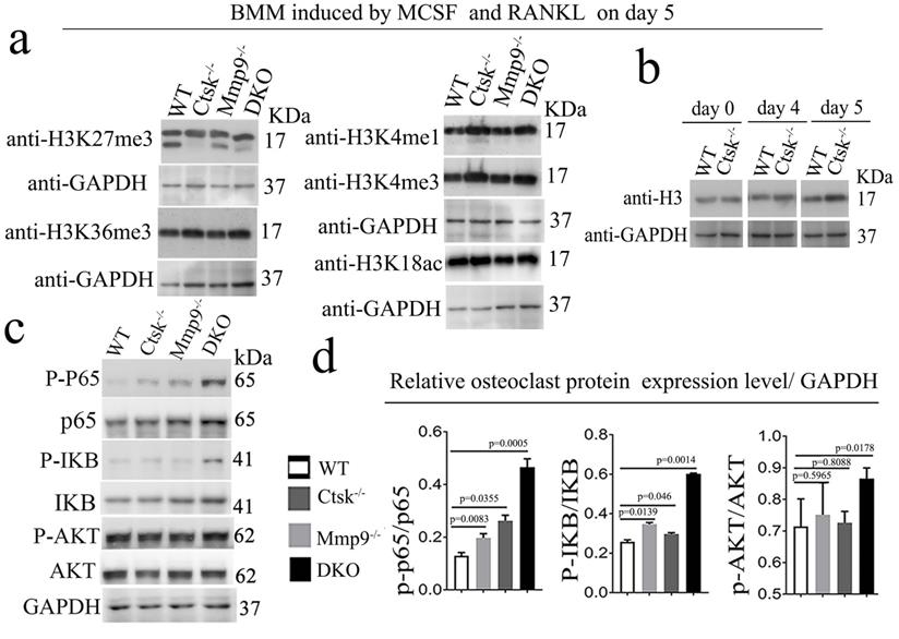 Int J Biol Sci Image