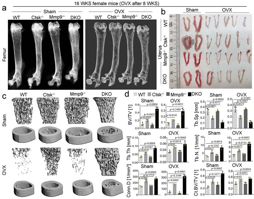 Int J Biol Sci Image