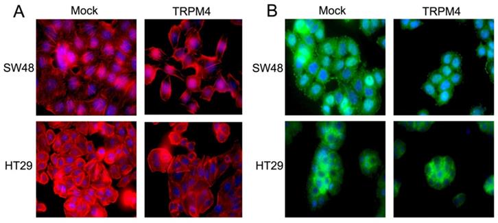 Int J Biol Sci Image