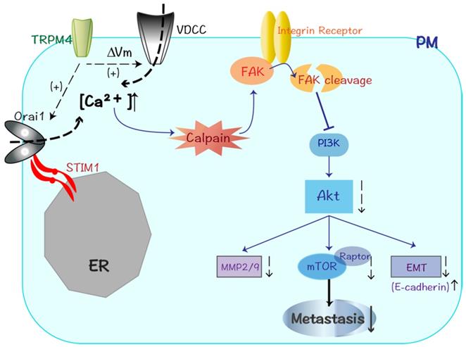 Int J Biol Sci Image