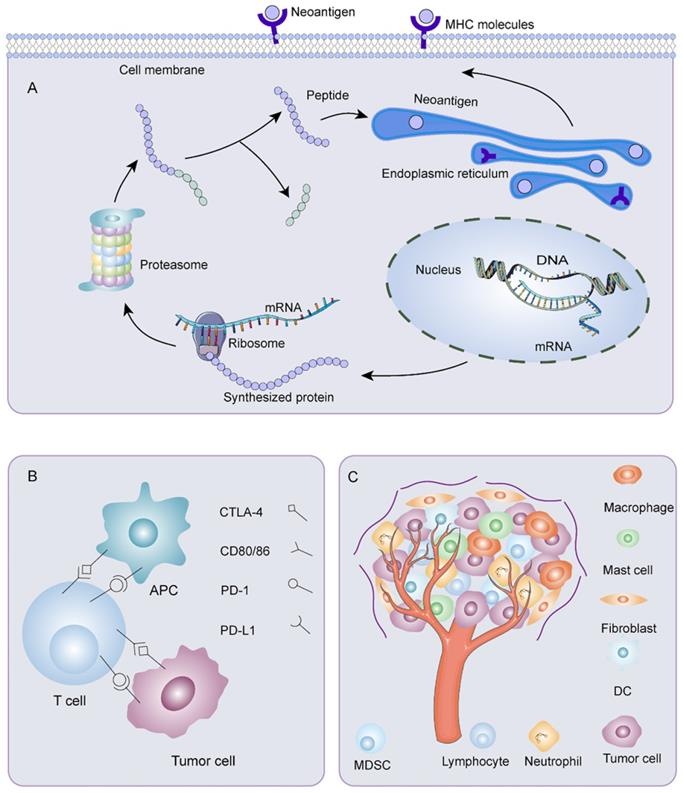 Int J Biol Sci Image