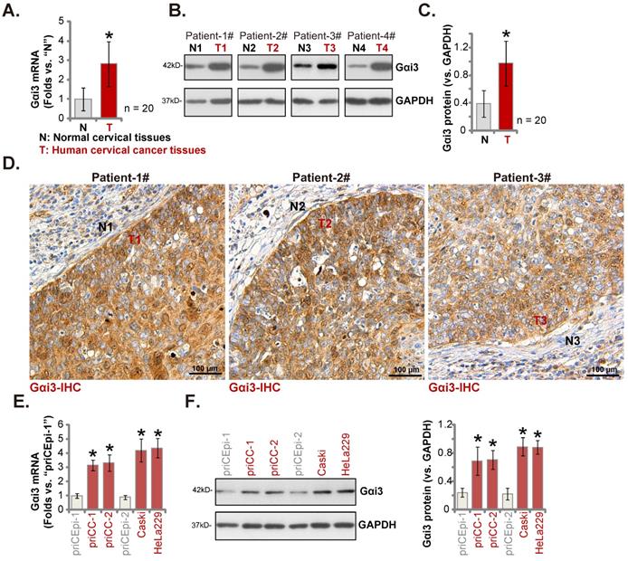 Int J Biol Sci Image