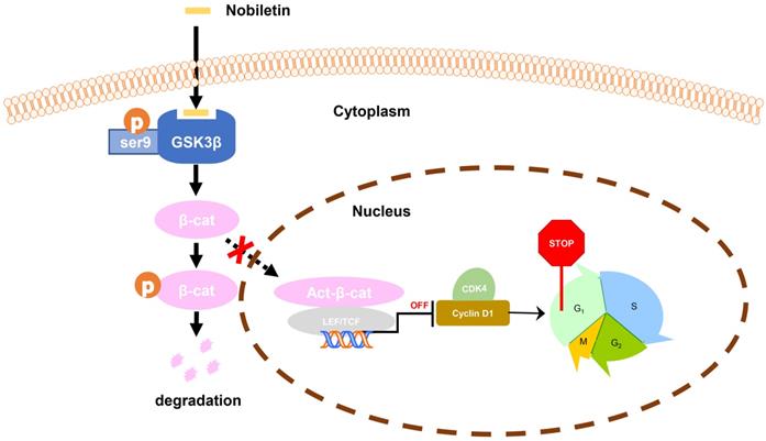 Int J Biol Sci Image