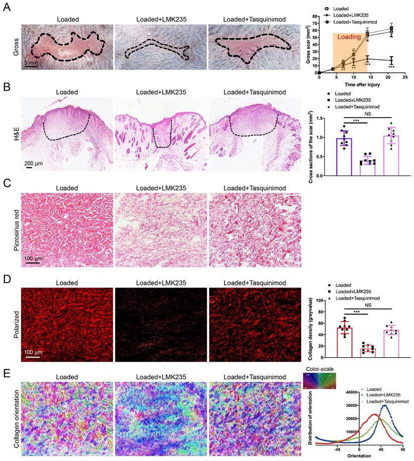 Int J Biol Sci Image