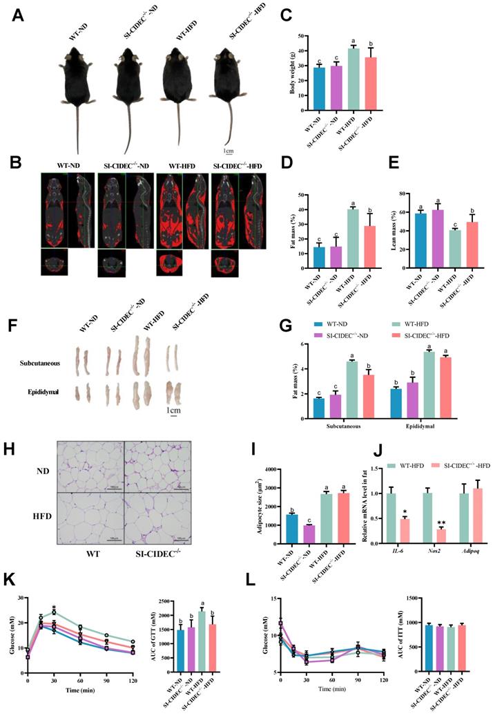 Int J Biol Sci Image