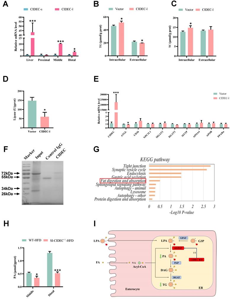 Int J Biol Sci Image