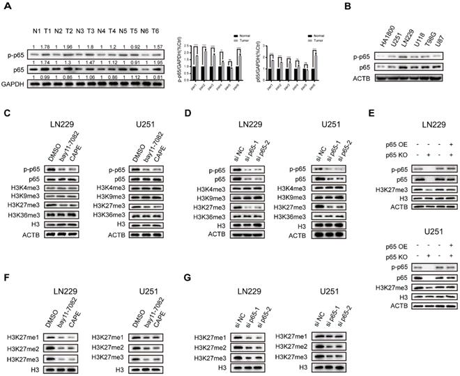 Int J Biol Sci Image