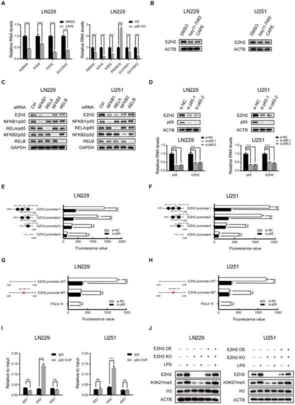 Int J Biol Sci Image