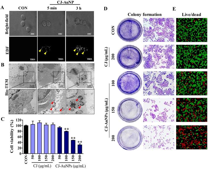 Int J Biol Sci Image