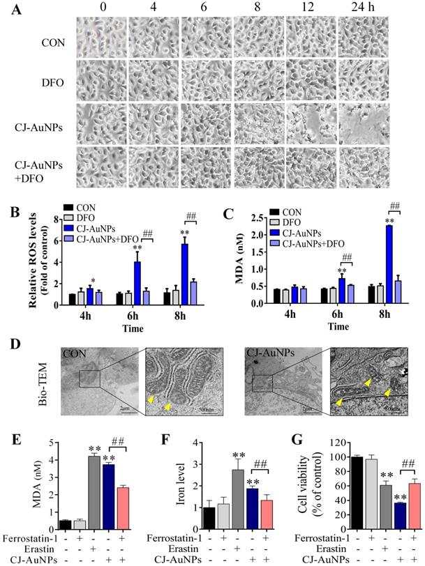 Int J Biol Sci Image