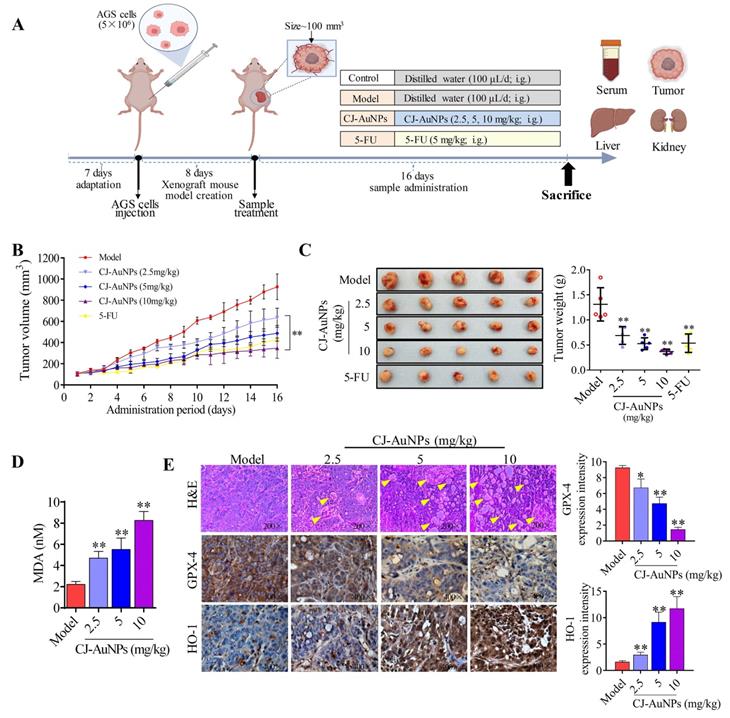 Int J Biol Sci Image