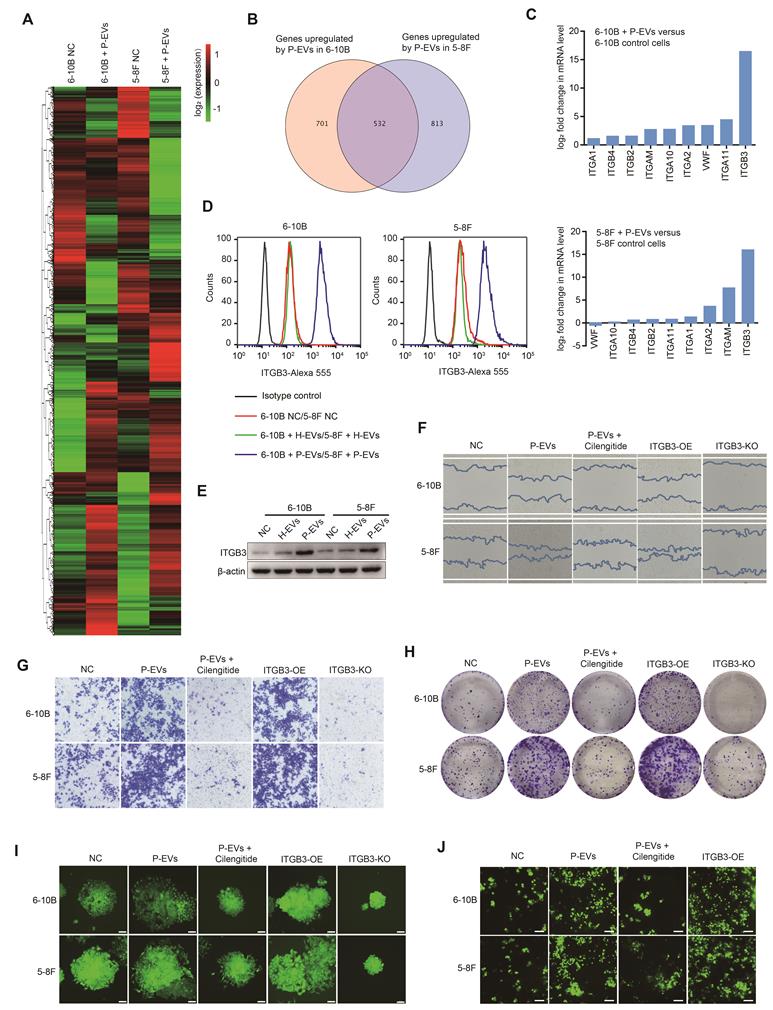 Int J Biol Sci Image