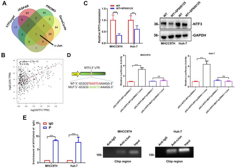 Int J Biol Sci Image